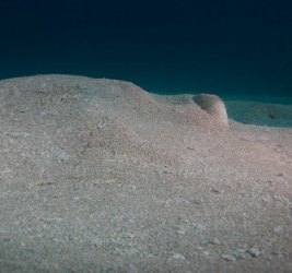Sediment removal
