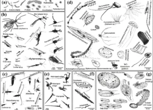 ISIIS DPI Image Chart