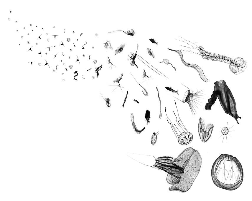 The ISIIS-DPI camera is a scientific instrument that is used to image and study jellies, fish larvae and other planktonic organisms in their natural environment.