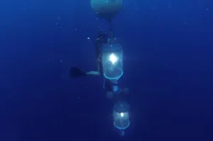 Light trap hires